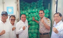 Kubis Berastagi Laris Diekspor ke Malaysia