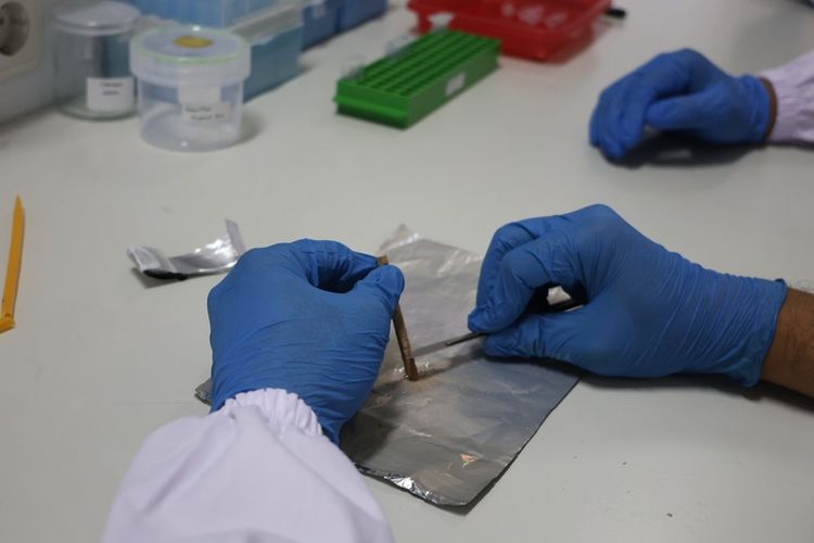 Teknologi forensik DNA kayu hadir sebagai terobosan untuk menelusuri asal usul kayu ilegal secara ilmiah.