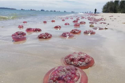 Foto Viral Ribuan Ubur-ubur Terdampar di Pantai, Ini Ceritanya