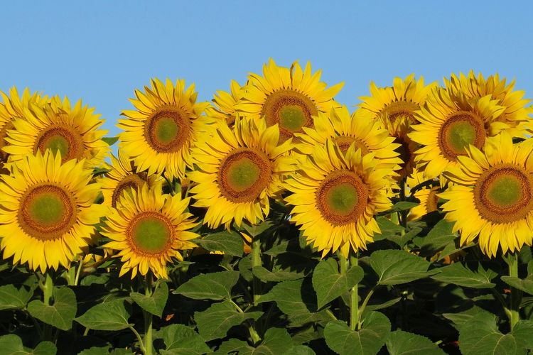 Ilustrasi bunga matahari. 