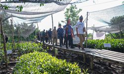 Aneka Wisata Mangrove di Desa Wisata Sungsang IV di Sumatera Selatan