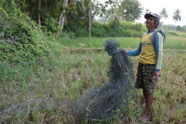 Suyadi memeriksa jaring yang dirusak kawanan monyet di Lumajang, Selasa (24/10/2023)