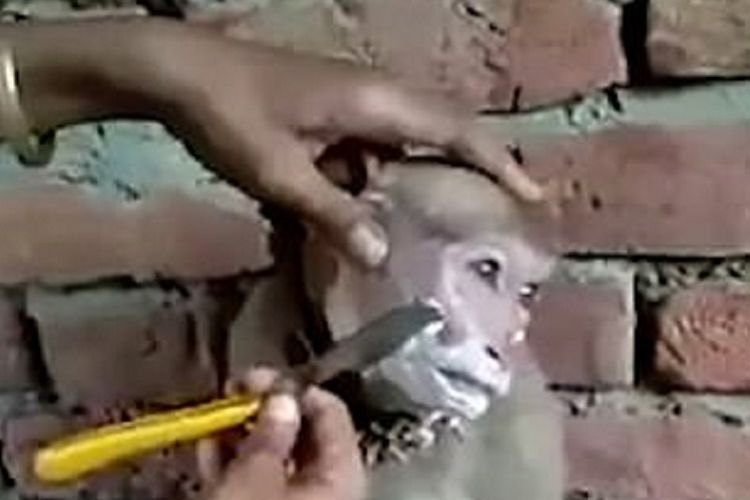 Tangkapan layar dari video yang viral menunjukkan seekor monyet duduk manis ketika sedang dicukur di Uttar Pradesh, India.