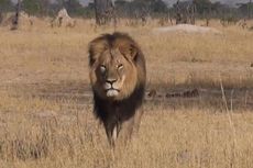 Dokter Gigi AS Dituduh sebagai Pembunuh Singa Terkenal Zimbabwe