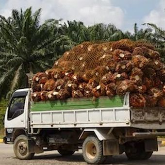 Ilustrasi kelapa sawit. Harga minyak sawit mentah (crude palm oil/CPO) diperkirakan naik.