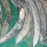 Temuan Gading di Bangkai Kapal Ungkap Kepunahan Gajah Abad 16