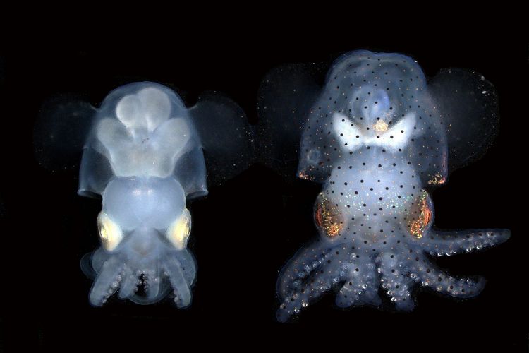 Dua jenis cumi-cumi transparan hasil rekayasa genetika ilmuwan di Marine Biological Laboratory (MBL), yang berasal dari spesies cumi-cumi bobtail hummingbird (Euprymna berryi). Cumi-cumi transparan albino (kiri) dan wildtype (kanan).