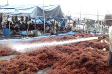 Harga Rumput Laut Kering Anjlok, Petani Pilih Jual Cepat Hasil Panen