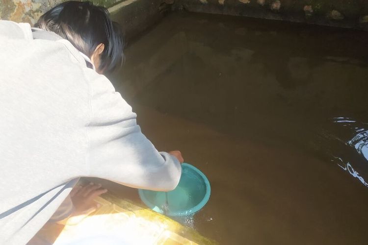 Warga Kedungpane Semarang, Jawa Tengah mencari sumber air di sendang. 