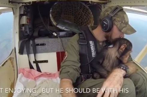 Pilot Ini Selamatkan Bayi Simpanse yang Yatim Piatu