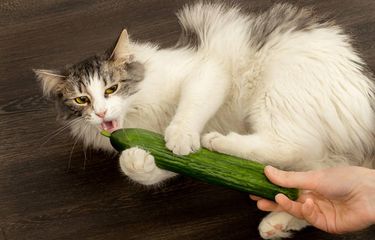 ilustrasi mengapa kucing takut mentimun?