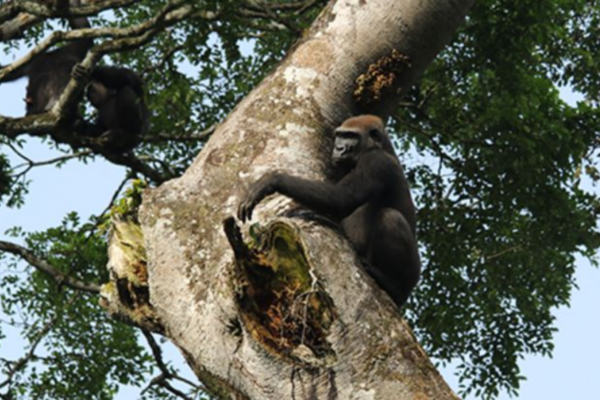 Simpanse (kiri) dan gorila (kanan) berbagi pohon ara yang sama wilayah konservasi di Goualougo Triangle 