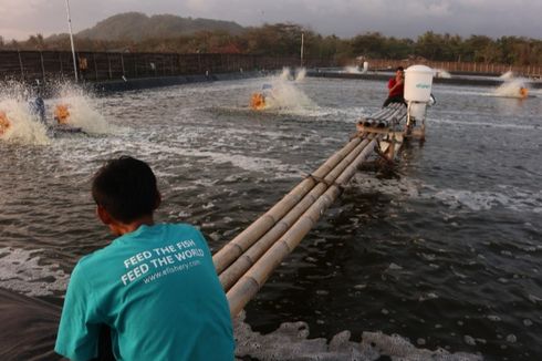 Diguyur Rp 1,28 Triliun dari Temasek hingga Softbank, eFishery Bakal Rekrut 1.000 Karyawan