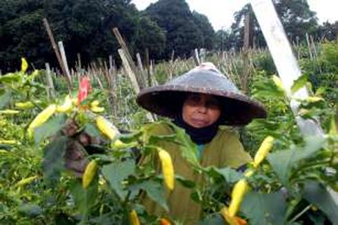 IPB: Benih Cabai Impor dari China Rentan Penyakit, Rugikan Petani 