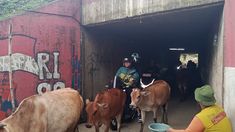 Meski Gelap dan Curam, Terowongan Sapi Cikarang Jadi Andalan Warga Hindari Macet