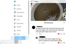 Benarkah Hamster Mudah Kaget dan Bisa Mati karena Mendengar Suara Keras? Ini Penjelasannya