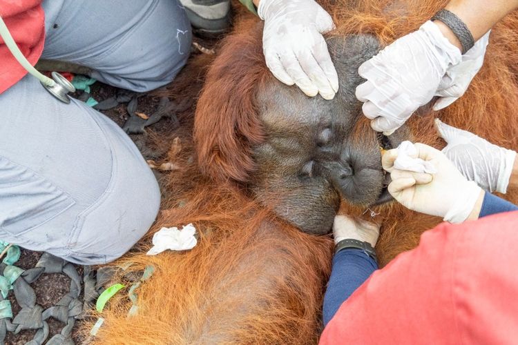 Balai Konservasi Sumber Daya Alam (BKSDA) Kalimantan Barat (Kalbar) dan IAR Indonesia kembali menyelamatkan satu individu orangutan jantan dewasa yang diberi nama Boncel di wilayah transmigrasi, Desa Sungai Pelang, Kecamatan Matan Hilir Selatan, Kabupaten Ketapang, Kalbar.