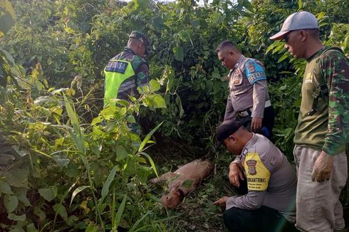 Warga Gelar Ritual Usir Harimau di Aceh Timur