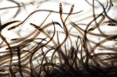 Menjadi Ikan Termahal di AS, Elver Berharga Hampir Rp 31 Juta Per 453 Gram