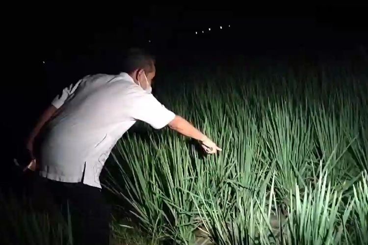 Diduga lalai saat memasang jebakan tikus beraliranlistrik, Suyono salah satu petani di Desa Mangunharjo ditemukan tewas tersengat aliran listrik di sawah miliknya.