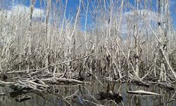 Berbagai Ancaman Kerusakan Ekosistem Mangrove di Indonesia