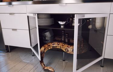 Ular kerap masuk rumah di musim hujan.