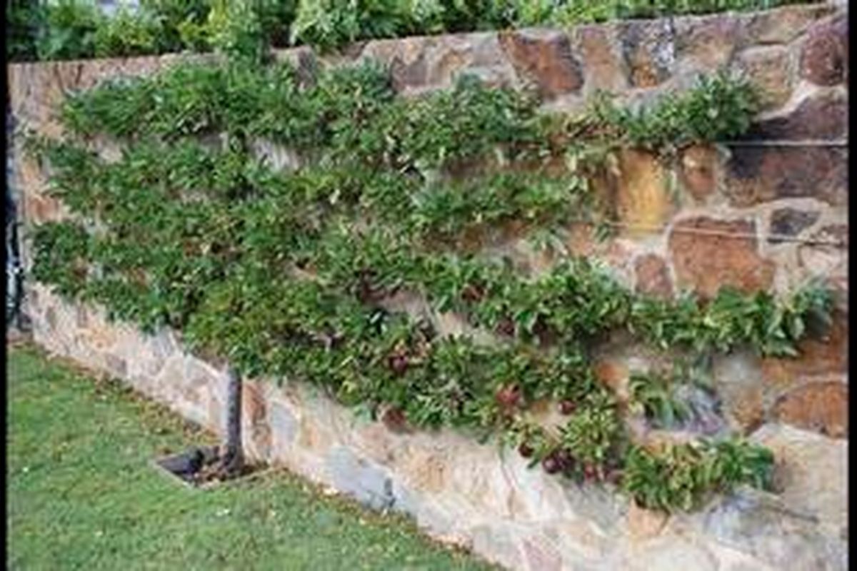 Teknik sky farm atau sky garden, misalnya. Teknik ini cocok bagi rumah yang tak memiliki pekarangan tapi punya ruang untuk menggantung tanaman.