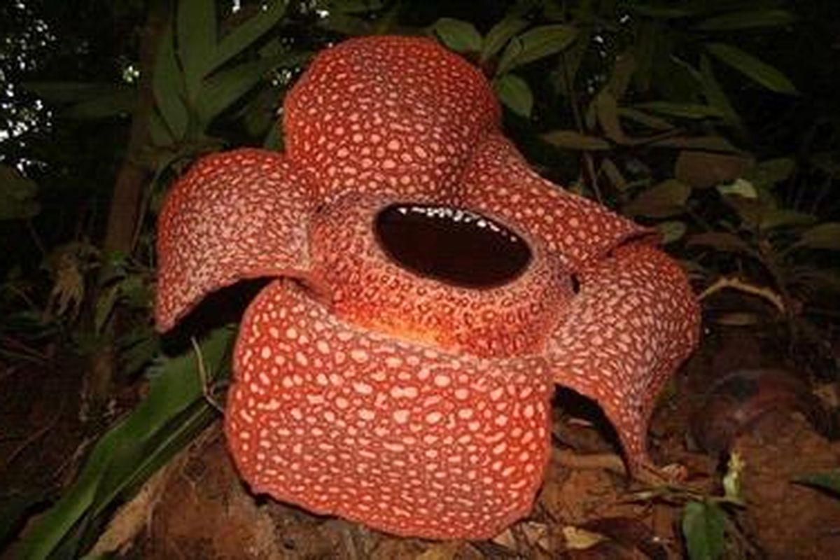 Rafflesia arnoldii Mekar di Bukit Daun