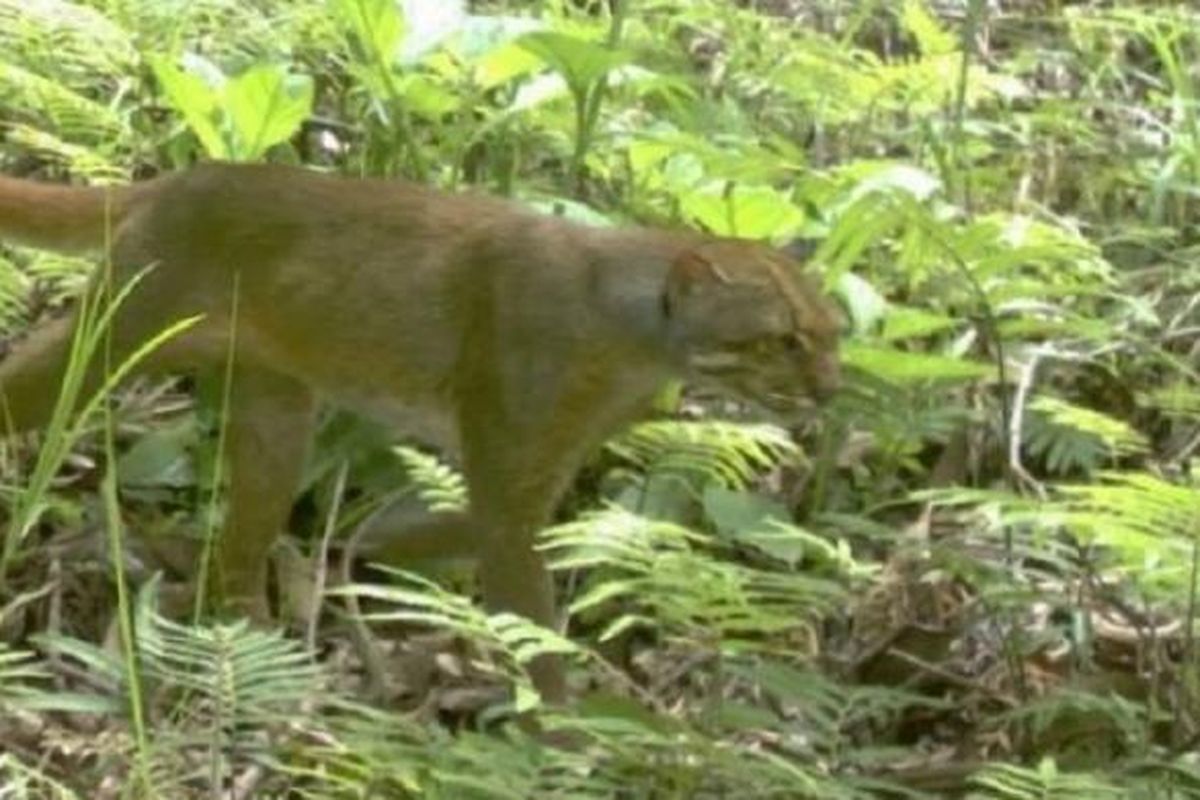 Kucing Merah (Pardofelis badia) di wilayah hutan lindung Kalabakan, Sabah, Malaysia, tertangkap kamera.