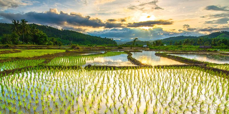 Ternyata CIPS: UU Cipta Kerja Permudah Investasi di Sektor Perkebunan Hingga Peternakan