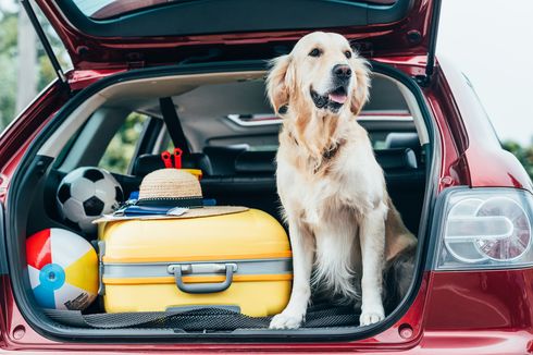 Bolehkah Meninggalkan Anjing di Mobil dengan Jendela Sedikit Terbuka?