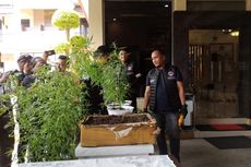 Polres Jember Bongkar Ladang Ganja Milik Warga, Sita 12 Batang Tanaman