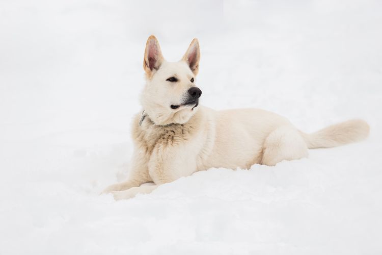 Ilustrasi anjing German shepherd putih.