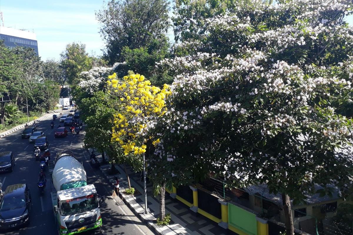 Bunga Tabebuya di Jalan Raya Darmo Surabaya, Jumat (26/7/2019)