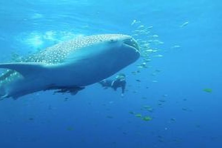 Gurano Bintang merupakan bahasa lokal masyarakat Taman Nasional Teluk Cenderawasih yang artinya Hiu Paus atau Whale Shark. 