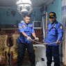 Nyenyak Tidur, Warga Jember Dikagetkan 2 Ular Kobra yang Masuk Kamar