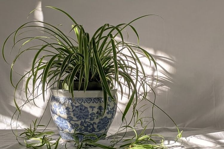 Ilustrasi tanaman spider plant