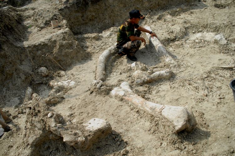 Warga melihat lokasi penemuan fosil yang diduga tulang hewan purbakala yang terkubur di tanah Desa Banjarejo, Kecamatan Gabus, Kabupaten Grobogan, Jawa Tengah, Senin (12/6/2017). 