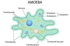 Pengertian Amoeba, Ciri-ciri, dan Klasifikasinya