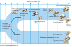 Manusia Purba Hominidae di Afrika dan Ciri-Cirinya