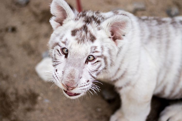 Ilustrasi anak harimau putih.