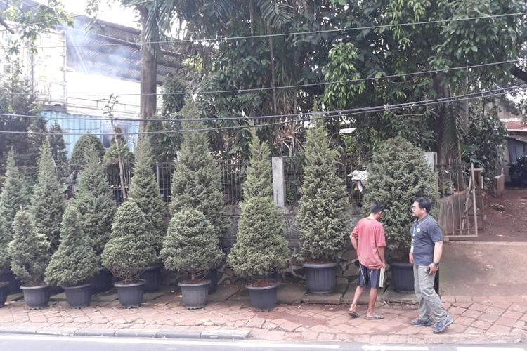 Hasyim penjual pohon cemara asli di Jl. Panjang Arteri, Kebon Jeruk, Jakarta Barat, Senin (23/12/2019)