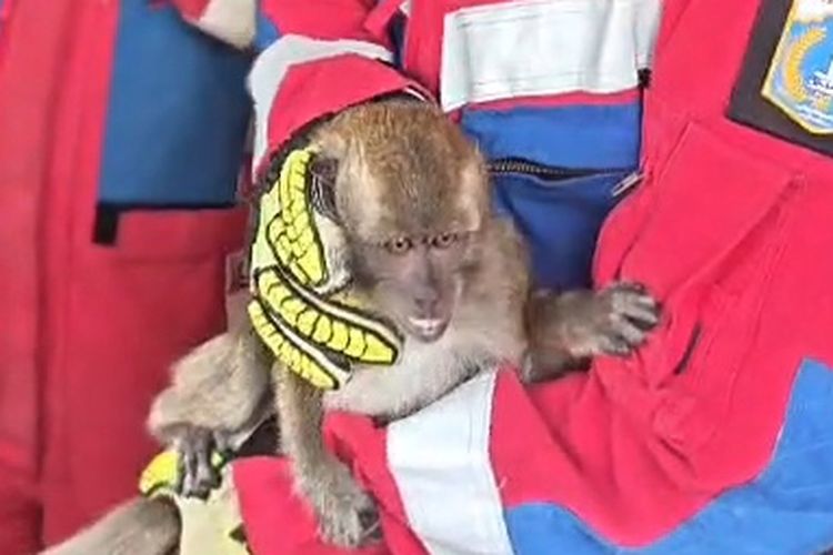 Monyet Lepas Masuk Rumah Warga di Koja Jakut, Damkar Evakuasi dengan Umpan Makanan
