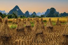 Jangan Bakar Jerami Padi di Sawah, Ini Alasannya