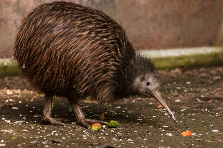 Burung Kiwi di Selandia Baru