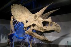 Dinosaurus Punya Peran Sebarkan Benih Tanaman di Dunia Prasejarah