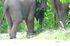 Bayi Gajah Betina Mati karena Gangguan Pencernaan di Aceh Timur