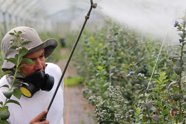 ilustrasi aplikasi herbisida