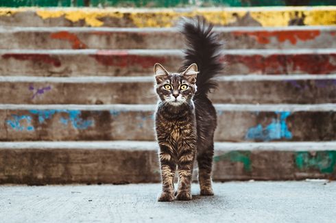 5 Hal yang Membuat Kucing Mudah Stres
