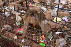 Viral, Kondisi Mini Zoo di Kolam Renang Kostrad Cilodong Memprihatinkan